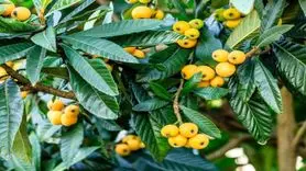 این میوه سرشار از پتاسیم یک تقویت کننده مغز است