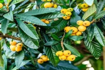 این میوه سرشار از پتاسیم یک تقویت‌ کننده‌ مغز است
