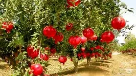 اگر برگ انار را به رژیم غذایی خود اضافه کنید، این بیماری ها برطرف می شود!