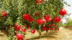 اگر برگ انار را به رژیم غذایی خود اضافه کنید، این بیماری ها برطرف می شود!