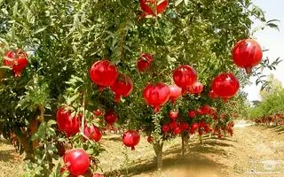 اگر برگ انار را به رژیم غذایی خود اضافه کنید، این بیماری ها برطرف می شود!