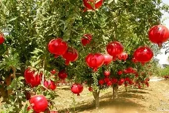 اگر برگ انار را به رژیم غذایی خود اضافه کنید، این بیماری ها برطرف می شود!