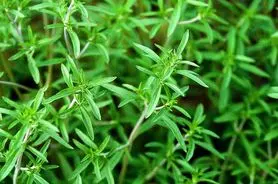 از شر آرتروز و درد مفاصل با این گیاه خلاص شو | درمان در مفاصل با این گیاه خوشمزه