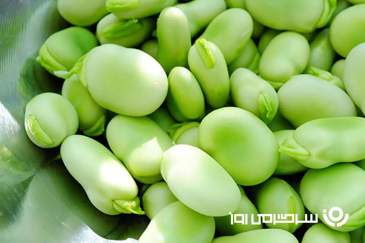 آموزش کاشت باقلا سبز در گلدان + روش نگهداری