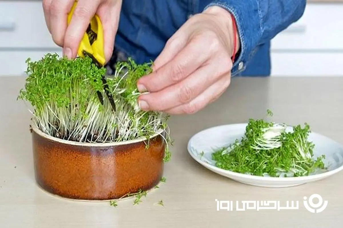آموزش کاشت سبزی شاهی در گلدان