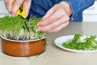 آموزش کاشت سبزی شاهی در گلدان
