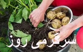 آموزش کاشت سیبزمینی در خانه + روش نگهداری