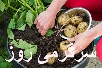 آموزش کاشت سیب‌زمینی در خانه + روش نگهداری