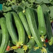 درمان این بیماری شایع با تلخی ته خیار