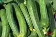 این صیفی دم دستی و ارزون یک داروخانه کامله | کاهنده سه سوته قند خون و  آبرسانی و دفع سموم با این صیفی پرخاصیت