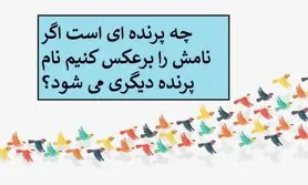 چیستان روز | چه پرنده ای است اگر نامش را برعکس کنیم نام پرنده دیگری می شود؟