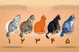 تست شخصیت شناسی: با انتخاب یک گربه بفهمید چقدر تو زندگی خوشحالی!