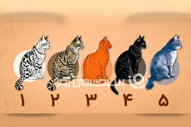 تست شخصیت شناسی: با انتخاب یک گربه بفهمید چقدر تو زندگی خوشحالی!
