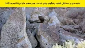 تست هوش | بینایی خودتو محک بزن و زیر 6 ثانیه خرکپگوش با نمکو پیدا کن