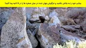 تست هوش | بینایی خودتو محک بزن و زیر 6 ثانیه خرکپگوش با نمکو پیدا کن