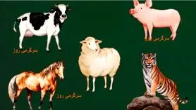 حیوان مورد علاقه خود را انتخاب کنید و در 45 ثانیه بفهمید که عزت نفس بالایی دارید یا خیر ؟ | تست شخصیت شناسی