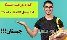 چیستان روز | کدام درخت است که تا به حال کاشته نشده است!؟