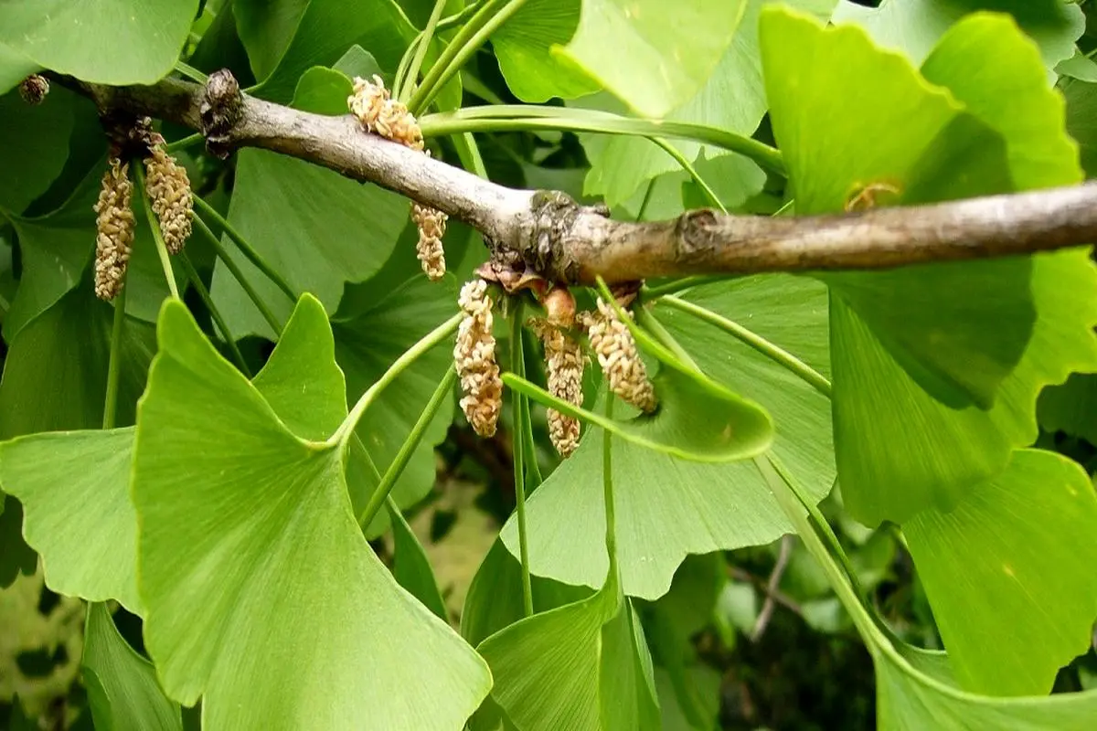  با این گیاه حافظه ای مثل ساعت تحویل بگیرید 