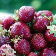 تقویت انرژی و افزایش قدرت باروری و کاهش خطر ابتلا به سرطان پروستات با این میوه کوچک