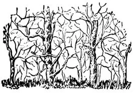 بازی فکری : فقط یک ذهن آروم با ضریب هوشی بالا میتونه بگه چندتا حیوان تو عکس هست؟