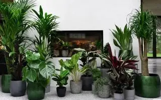 نگهداری یکی از این گیاهان در خانه کلی رزق و روزی و خوش شانسی میاره