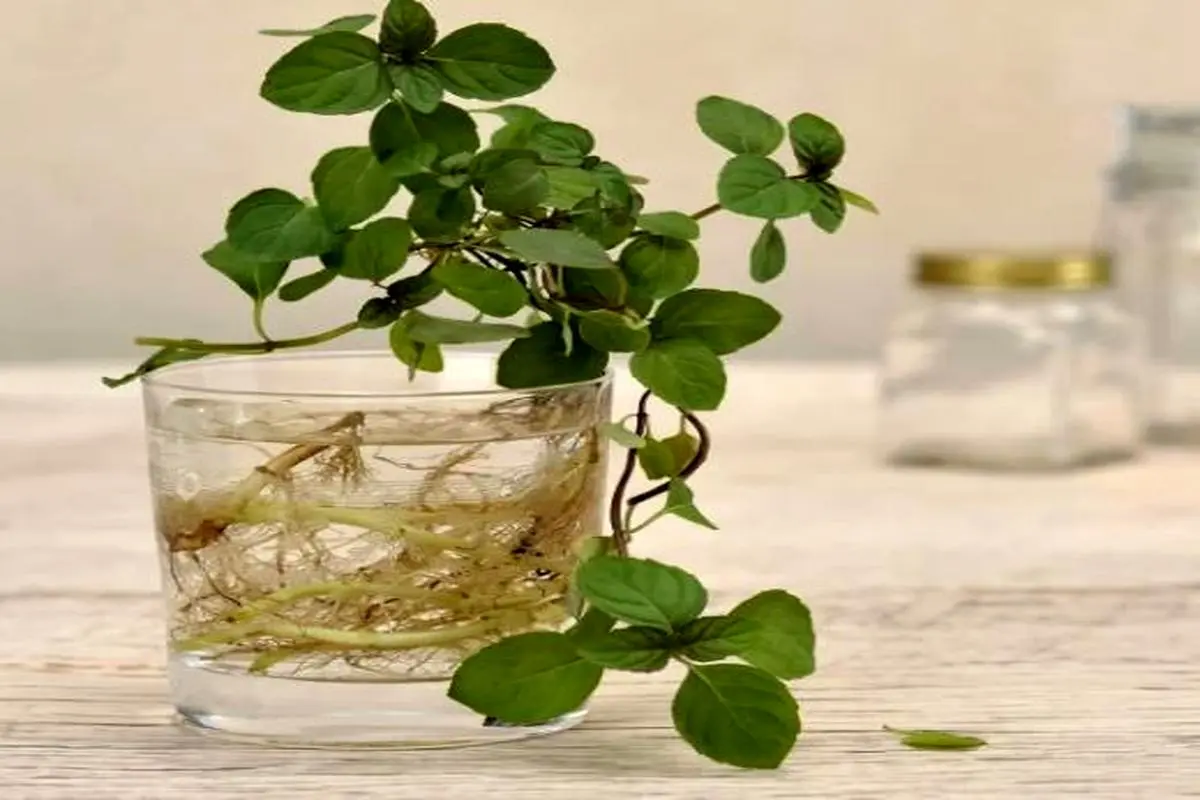 آموزش کاشت نعنا در آب / کاشت نعنا در خانه