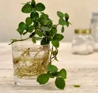 آموزش کاشت نعنا در آب / کاشت نعنا در خانه