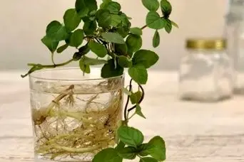آموزش کاشت نعنا در آب / کاشت نعنا در خانه