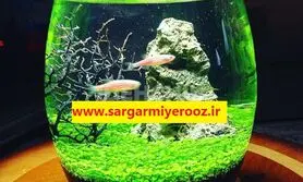 آموزش کاشت سبزه ماش در تنگ ماهی برای عید نوروز 