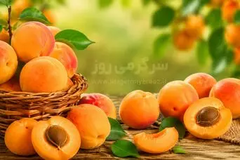 خواص بی نظیر  زردآلو که کمتر کسی از آن می داند ؛ از کاهش قند خون تا سلامت قلب