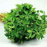 طلای سبز طب سنتی؛  معجزه‌ای برای دیابت و قلب تا افزایش تستوسترون