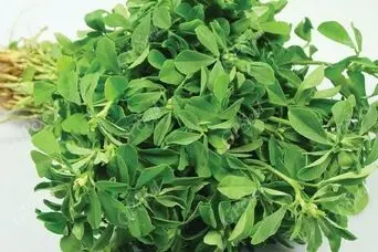 طلای سبز طب سنتی؛  معجزه‌ای برای دیابت و قلب تا افزایش تستوسترون