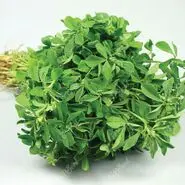 طلای سبز طب سنتی؛  معجزه‌ای برای دیابت و قلب تا افزایش تستوسترون