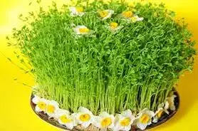 آموزش کاشت سبزه ماش برای عید	