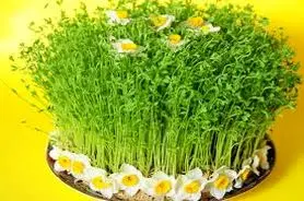 آموزش کاشت سبزه ماش برای عید	