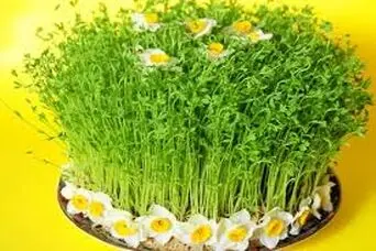 آموزش کاشت سبزه ماش برای عید	