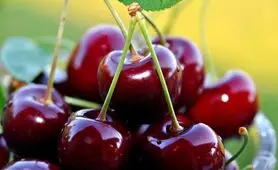 با این میوه تابستانی بدون قرص مشکلات خوابتان را برطرف کنید

