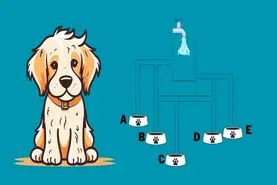 تست هوش | به این سگ تشنه کمک کنید! ببینید کدام کاسه آب ابتدا پر می شود. شما 25 ثانیه فرصت دارید!