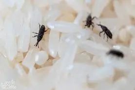 نکات خانه داری| از بین بردن حشرات داخل کیسه برنج با یک ترفند بی خطر و آسان | بدون دردسر از شر حشرات برنج خلاص شو