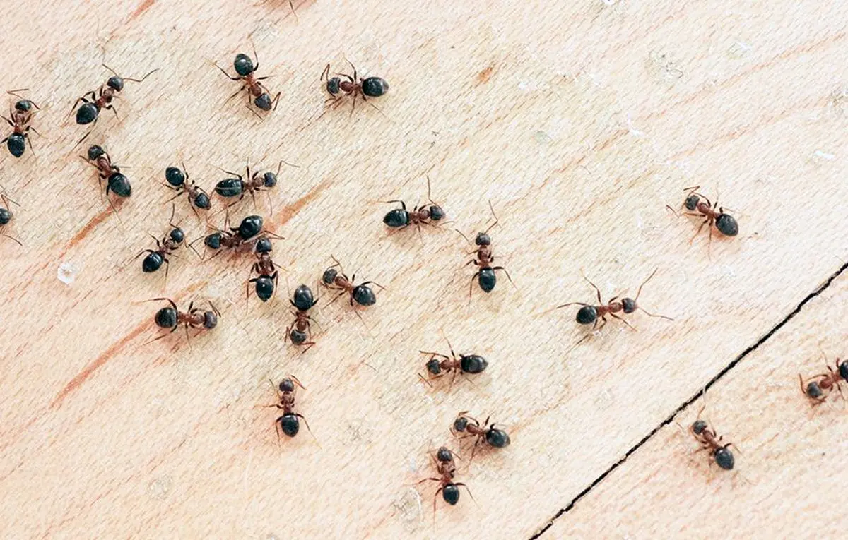 شما خونتون مورچه داره؟ | فرمول جادویی از بین بردن مورچه های خانه