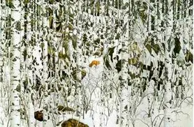 بازی فکری : پیدا کردن ۲ شکارچی مخفی در جنگل برفی کار هر کسی نیست!فقط اونایی که هوش شرلوک هلمز دارن تو 5 ثانیه پیدا می کنن!