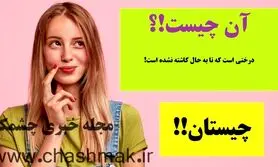 چیستان روز | درختی است که تا به حال کاشته نشده است!

