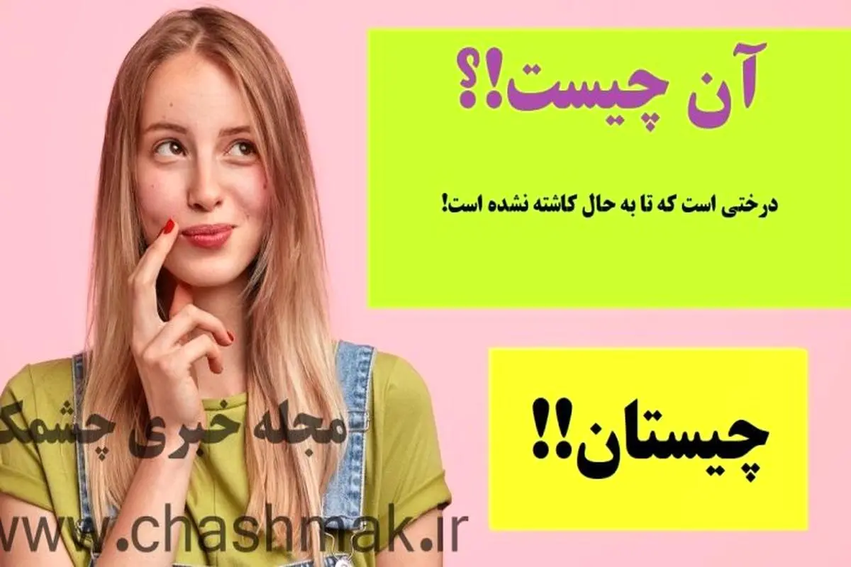 چیستان روز | درختی است که تا به حال کاشته نشده است!

