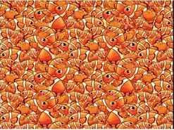 بازی فکری : فقط یک چشم تیزبین ستاره دریایی و تو 7 ثانیه پیدا می کنه!