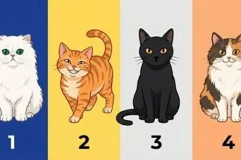 تست شخصیت شناسی : با  انتخاب یک گربه بفهمید چقدر سنگ صبور هستید!