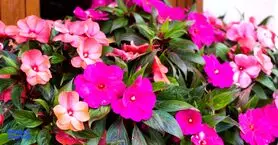 این گیاه با چین و چروک مبارزه می‌کند