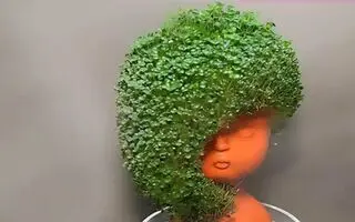 آموزش کاشت سبزه دانه چیا برای عید نوروز