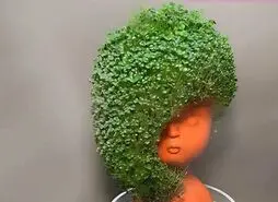 آموزش کاشت سبزه دانه چیا برای عید نوروز