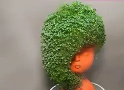 آموزش کاشت سبزه دانه چیا برای عید نوروز