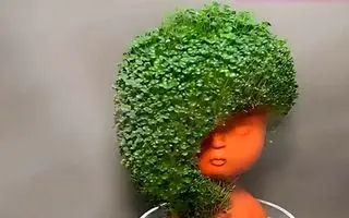 آموزش کاشت سبزه دانه چیا برای عید نوروز